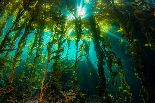 From the Seas to Your Garden: The Kelp Advantage