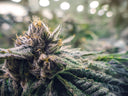 Dialed-In Nutrition: A Pro Grower’s Guide to Strain-Specific Cannabis Nutrition