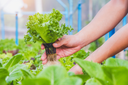 The Ultimate Beginner’s Guide to Building a Home Hydroponic System: Types, Tips, and Step-by-Step Instructions