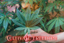 Independence and Innovation: The Commercial Boom of Hemp and Cannabis in America