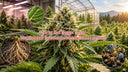 How to Get Bigger Buds: The Science Behind Cannabis Flower Growth