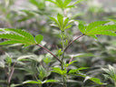 healthy mother plant for cannabis cloning from cuttings