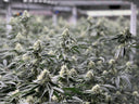 Mastering VPD: The Ultimate Guide to Boosting Cannabis Yields and Potency through Precision Climate Control