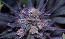 The Science of Purple: Unlocking Anthocyanins in Cannabis Cultivation