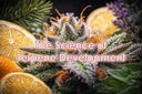 The Science of Terpene Development: How Cannabis Builds Aroma & Flavor