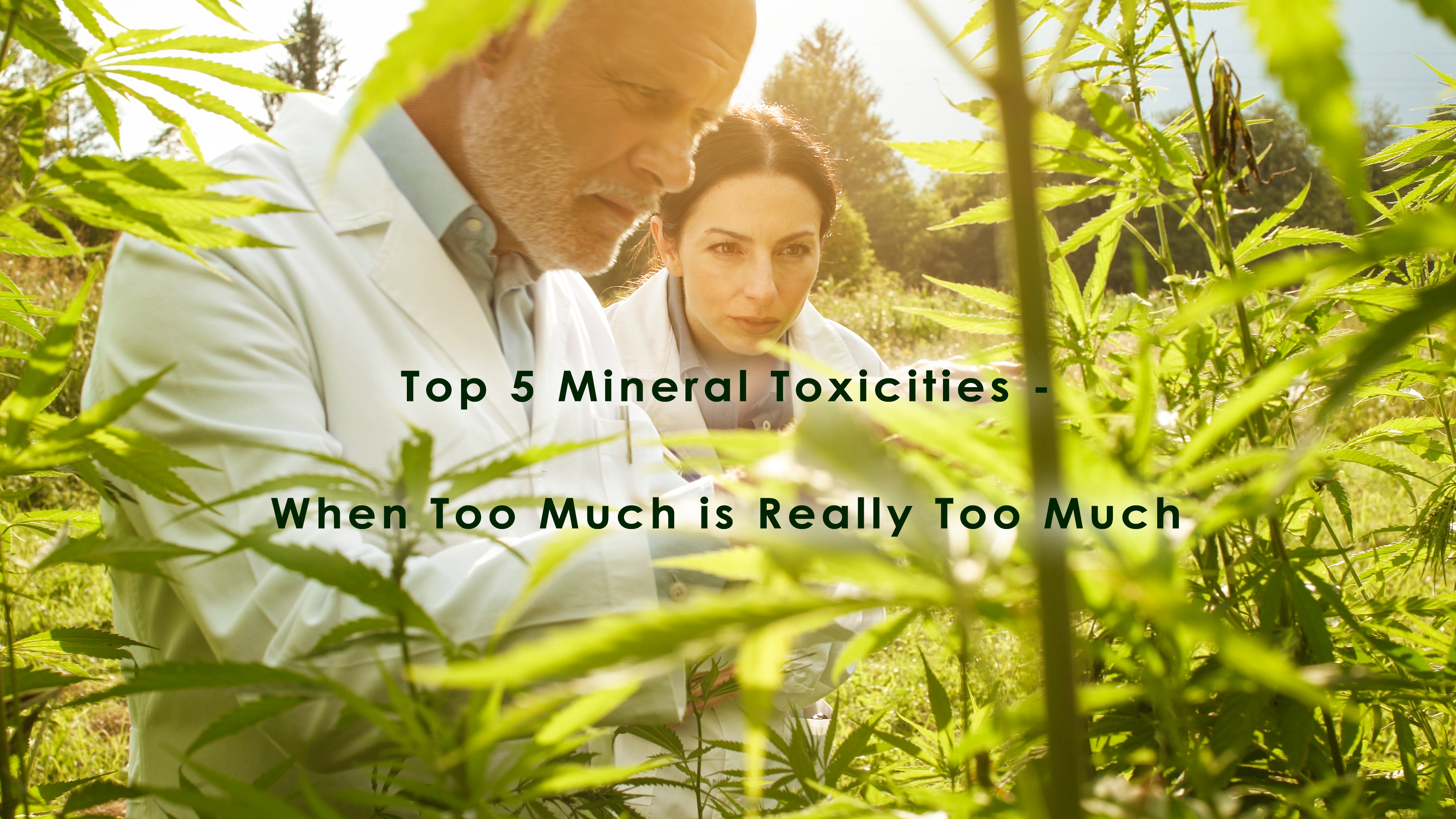How to Spot Mineral Toxicities in Cannabis - The Top 5 Most Common Pro ...