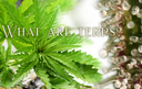 The Unsung Heroes of Cannabis Cultivation: The Importance of Terpenes and Their Synergistic Qualities