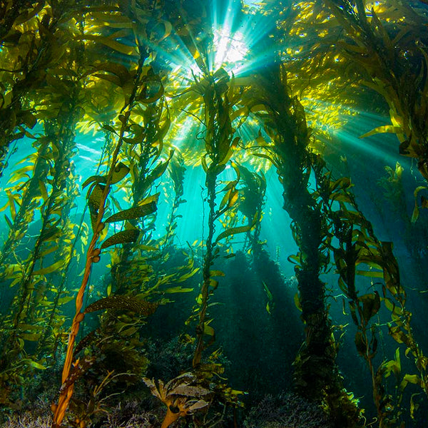 From the Seas to Your Garden The Kelp Advantage merchandise.npk industries