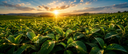 Sunrise over a field of healthy green crop leaves with glowing light flowing through them