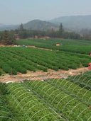 Rows of plants across a large commercial outdoor field
