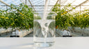 White powder dissolving in a beaker of water in a hydroponic greenhouse