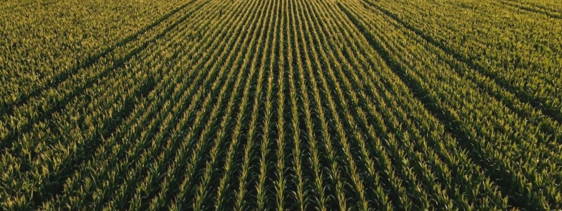 Aerial flight over endless corn rows at golden hour