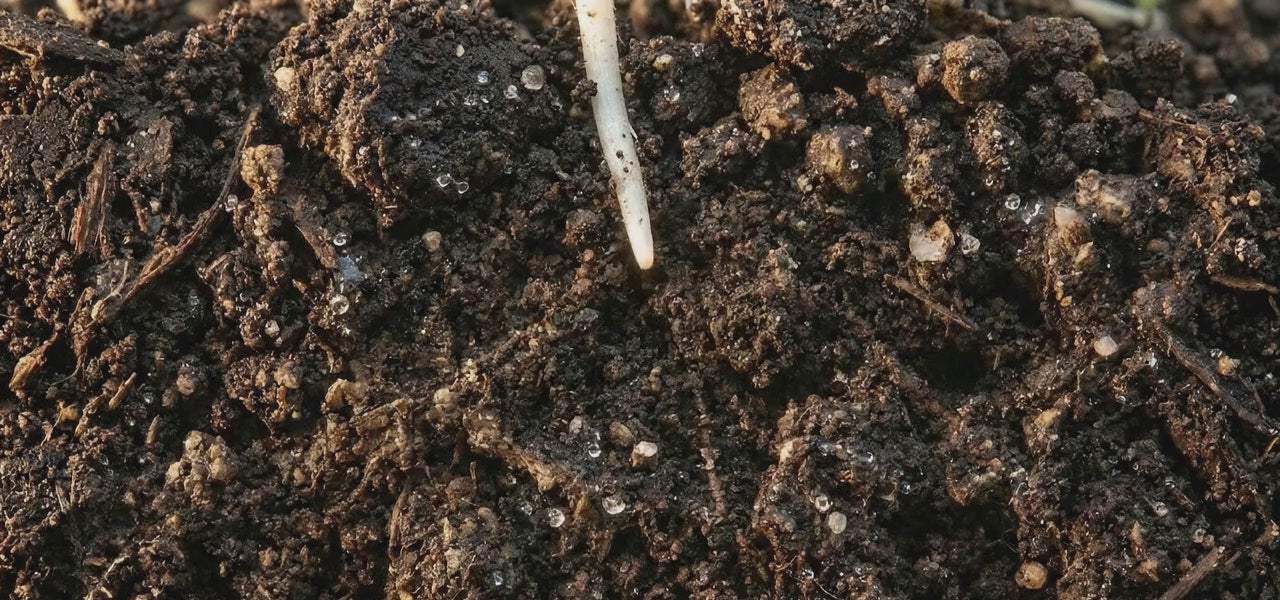 Time-lapse of a root growing into soil and branching into a dense root network