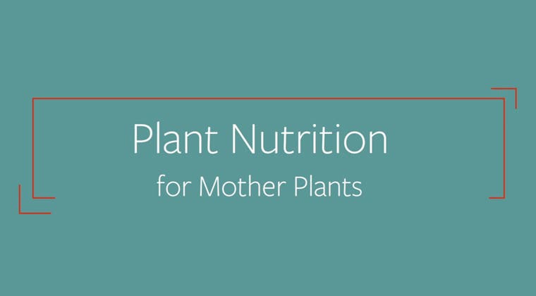 Plant Nutrition for Mother Plants - Single Course