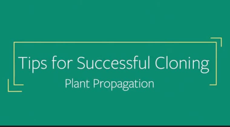 Tips for Successful Cloning - Single Course